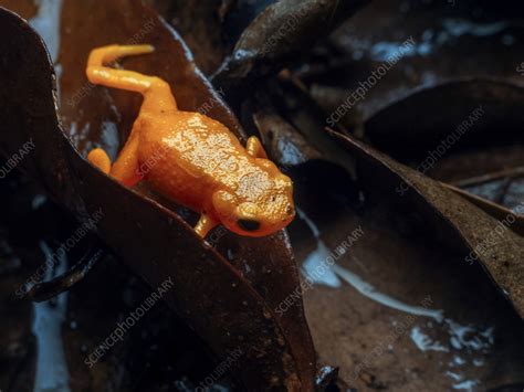 Pumpkin toadlet - Stock Image - C058/0101 - Science Photo Library