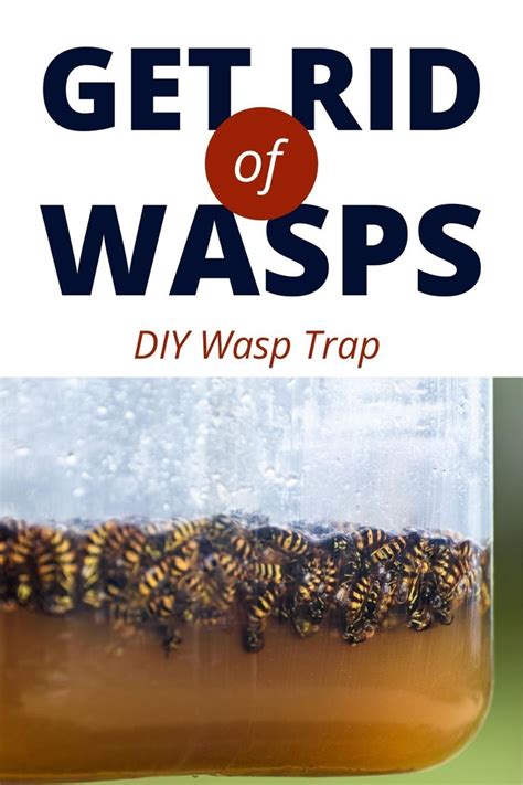 DIY Wasp Trap | Wasp traps, Wasp, Diy pest control