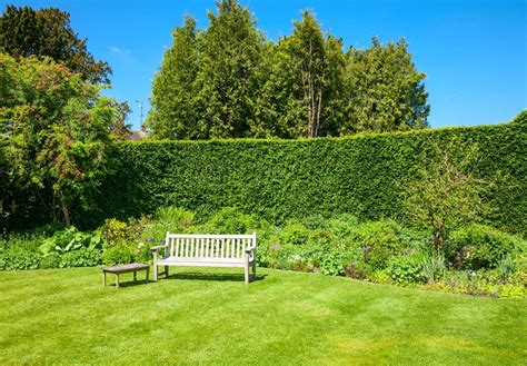 14 Types of Hedges With Thorns & Flowers | Horticulture.co.uk