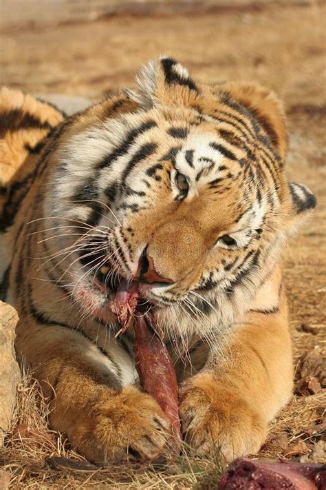 Tiger eating stock photo. Image of outdoors, meat, head - 10772496