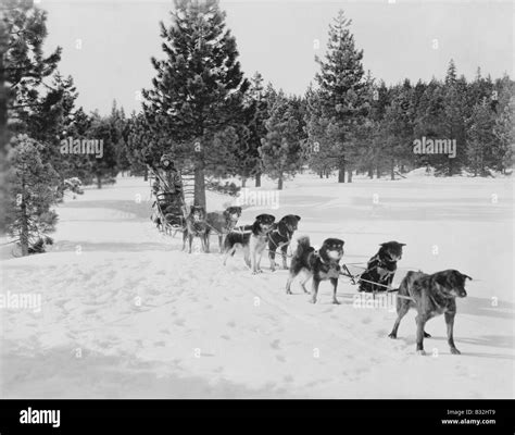 DOG SLED TEAM Stock Photo - Alamy