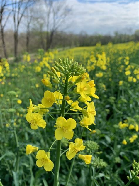 Organic Canola Production: Challenges and Opportunities for U.S. Farmers | U.S. Canola Association