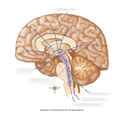 Reticular Activating System Diagram