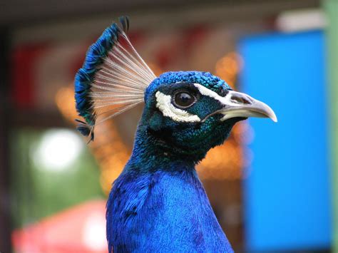 Peafowl Profile Free Stock Photo - Public Domain Pictures