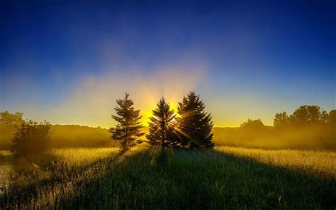 HD wallpaper: Morning, Sky, Trees, Dawn, Early, Fog, sunset, plant ...