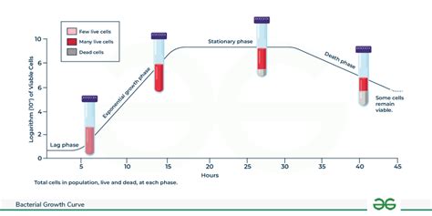 Bacterial Growth Curve - Phases, & its Factors - GeeksforGeeks