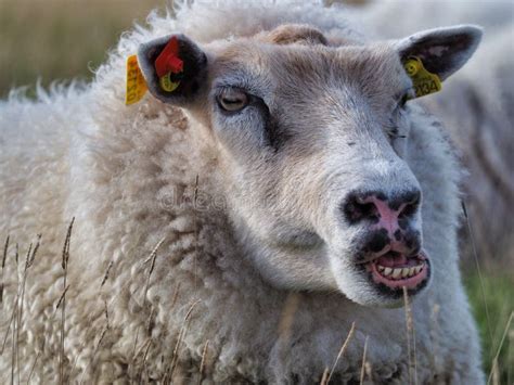 Closeup Shot of a Chewing Adult Sheep Making Funny Faces in a Field Stock Image - Image of ...