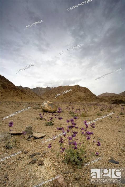 Ladakh, India, Wildflowers growing in harsh conditions, Stock Photo, Picture And Rights Managed ...