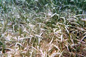 Seagrass Species Profiles – South Florida Aquatic Environments