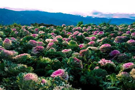 Benguet town reopens tourist spots shuttered by coronavirus | ABS-CBN News