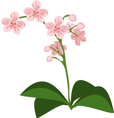 Clipart Flor Flore - Images vectorielles gratuites sur Pixabay