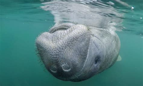 My Guide to Booking the Best Manatee Tours in Crystal River, Florida