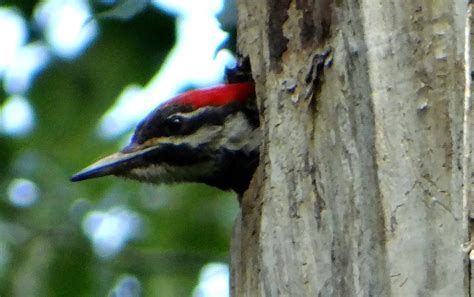 Redmond Neighborhood Blog: Piliated Woodpecker nesting along the Sammamish River