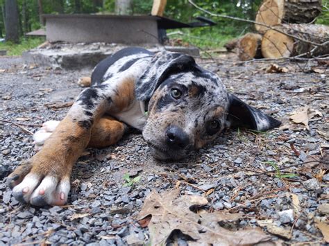 Where Are Catahoula Leopard Puppies From