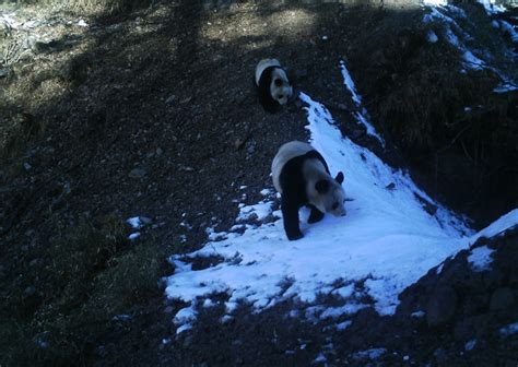 Photos offer rare glimpse into panda habitat | WWF