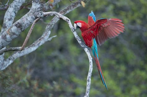 Pantanal Wetlands Brazil; The Largest Freshwater Wetland Ecosystems in ...