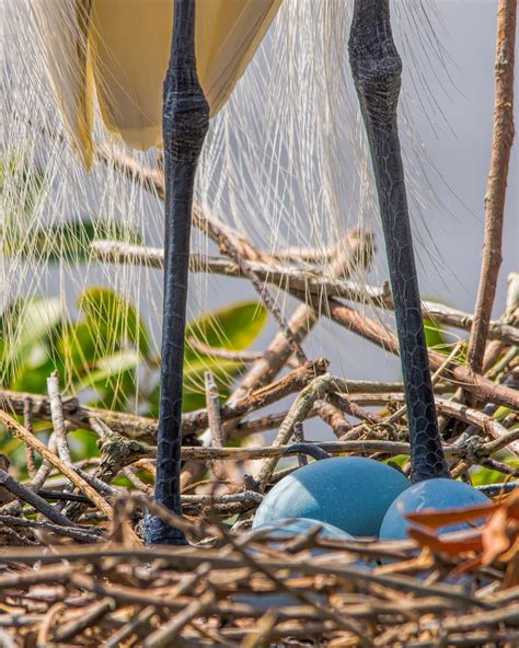 Great Egret | Audubon Field Guide