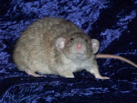 Fancy Rat Varieties: Fur Color, Eye Color, Coat Type, and Markings ...