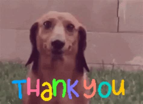 Dog Thank You GIF by MOODMAN - Find & Share on GIPHY