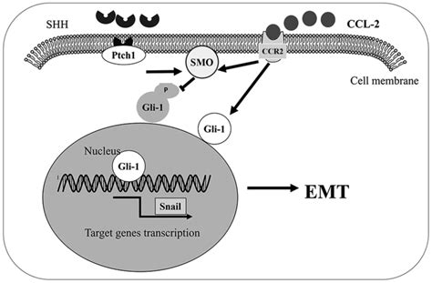 CCL2/CCR2 axis induces hepatocellular carcinoma invasion and epithelial-mesenchymal transition ...