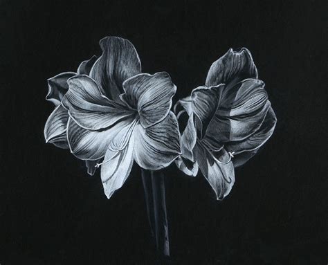 Original Amaryllis drawing for sale | Kevin Grass Fine Art