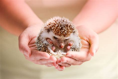 Definitely an opportunistic eater, Hedgehogs is one of the most interesting pets nowadays. But ...