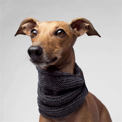 Scarves | Accessories | Canada Pooch | Dog scarfs, Dog accessories ...