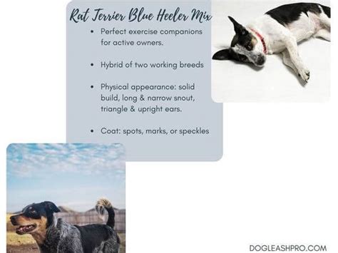 Blue Heeler Rat Terrier Mix: Complete Guide - Dog Leash Pro