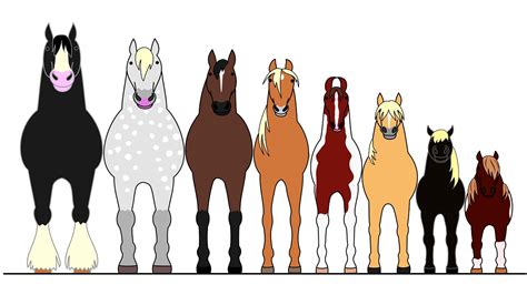 Horse Size Comparison Chart