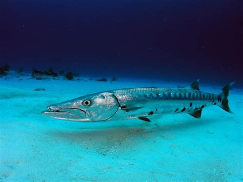 Barracuda | Animal Wildlife