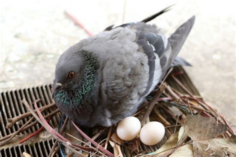 Pigeons Make The Laziest Nests!