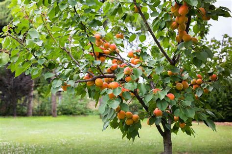 The Goldcot Apricot Tree - Minneopa Orchards