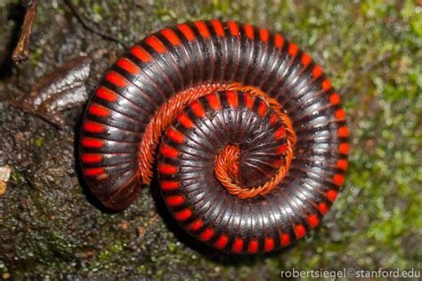 Millipedes