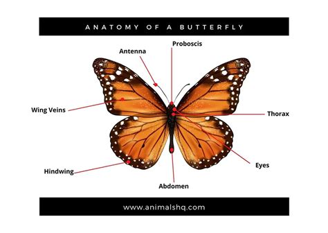 Do Question Mark Butterflies Have Blue on the Ventral Wings - Harvard ...