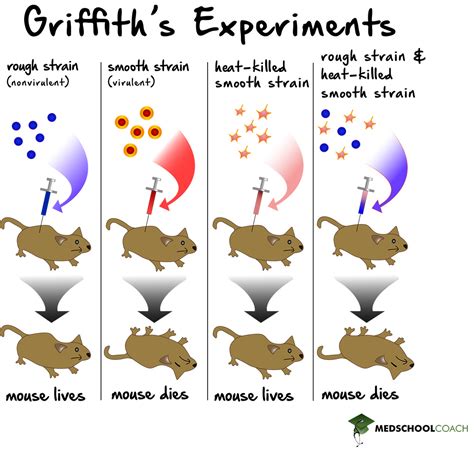 The Griffith and Hershey-Chase Experiments – MCAT Biology | MedSchoolCoach