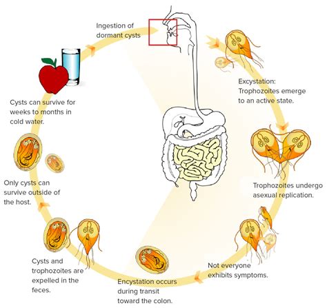 Giardia Lamblia Ciclo De Vida