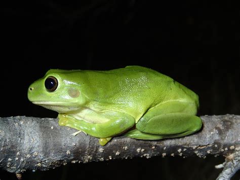 Green Tree Frog - The Australian Museum