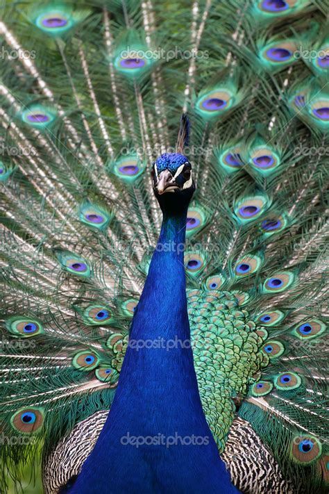 Peacock Stock Photo by ©boggy22 13351143