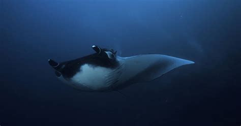 Malpelo Fauna and Flora Sanctuary - UNESCO World Heritage Centre