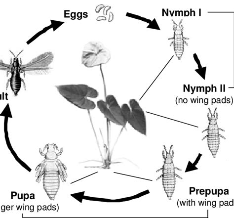 Life cycle of the anthurium thrips. | Download Scientific Diagram