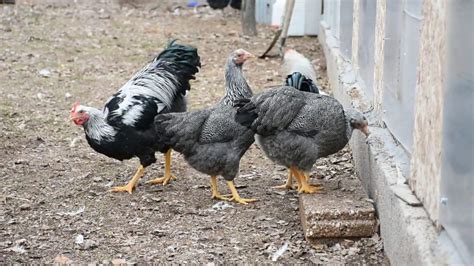 Plymouth Rock Chicken Recognized Variety Blue, Pam S Backyard Chickens ...