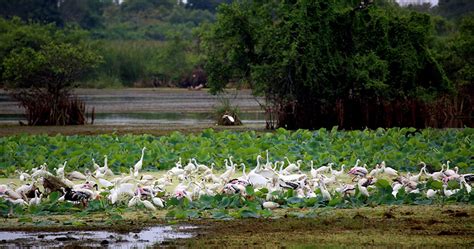 Bird Watching Tours in Kumana National Park | Bird Watching in Kumana ...