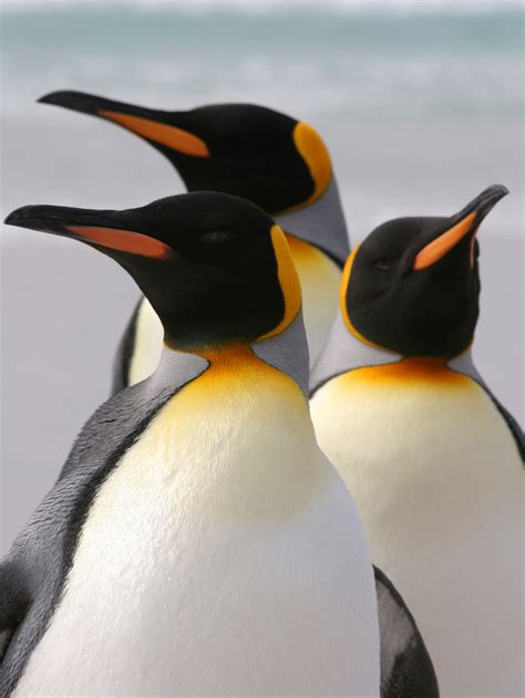 Penguin Facts - KidsPressMagazine.com