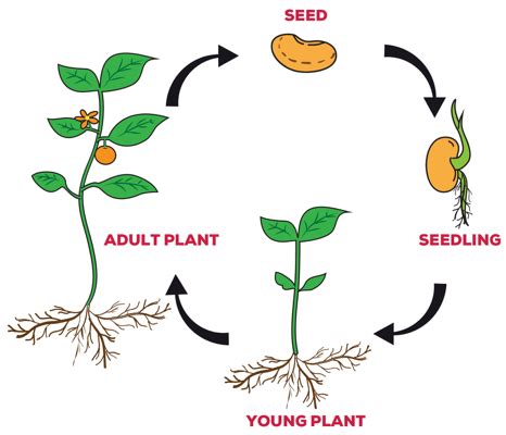 How Food Moves In Different Stages Of The Plant Cycle - Primary School Science Tuition - The ...