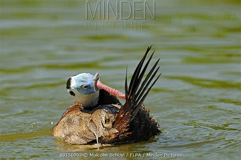 White-headed Duck stock photo - Minden Pictures