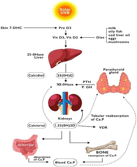 IJMS | Free Full-Text | Role of Vitamin D in Liver Disease and Complications of Advanced Chronic ...