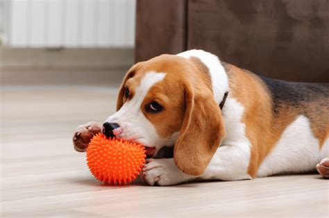 Puppy Teething Timeline: Complete Guide (Updated 2022)