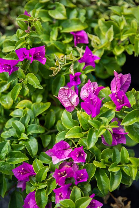 Bougainvillea | Nursery supplies, Fall plants, Garden center