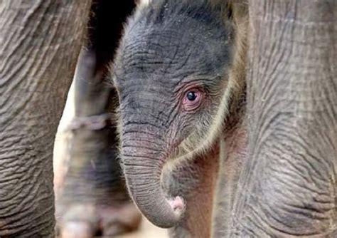 Sumatran Elephant - ENDANGERED SPECIES SPOTLIGHT