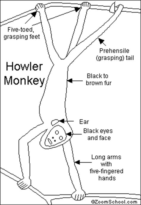 Howler Monkey Printout- EnchantedLearning.com